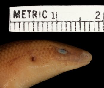 Media type: image;   Herpetology R-54257 Aspect: head lateral